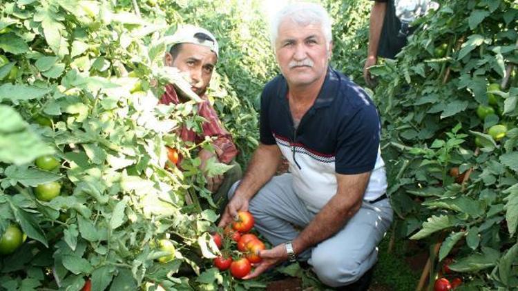 Erdemlide domates dalında kaldı