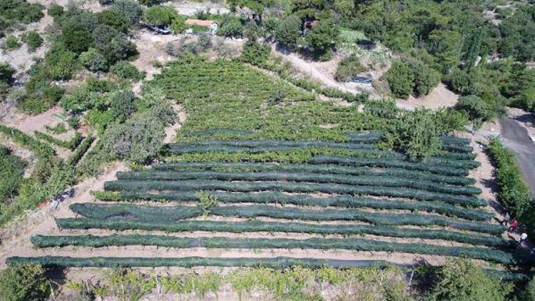 Ücretsiz misket üzümü fidanı ve bamya tohumu