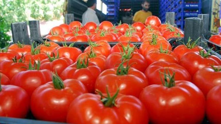 Rusya, Türk domatesini kışın alacak