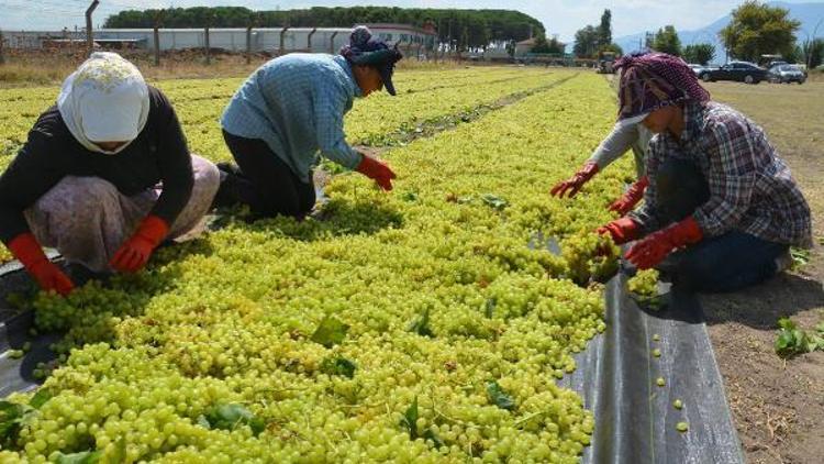 AK Partili Berber, Üzüm 4.5 liranın altına düşmeyecek (2)