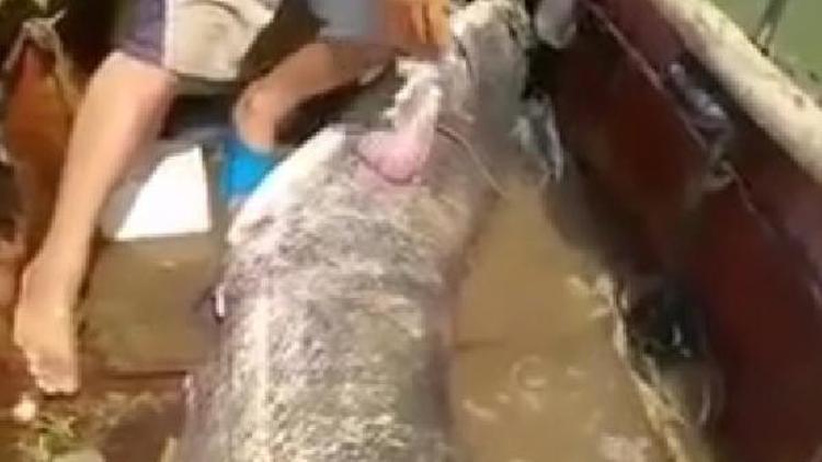 80 kiloluk balık yakaladılar