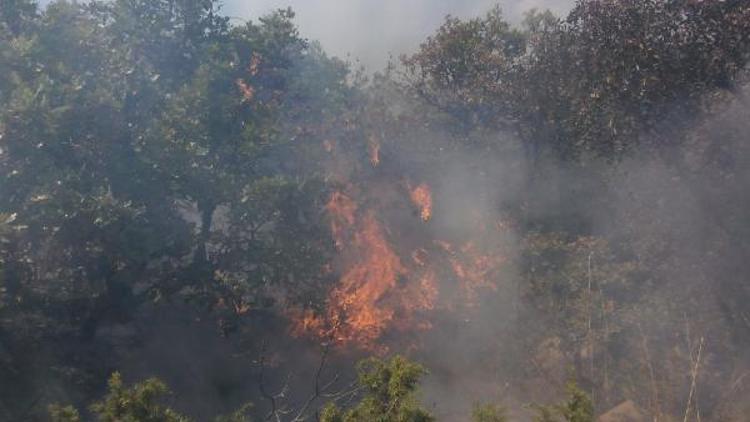 Kızılcahamamda 10 hektarlık meşelik orman yandı