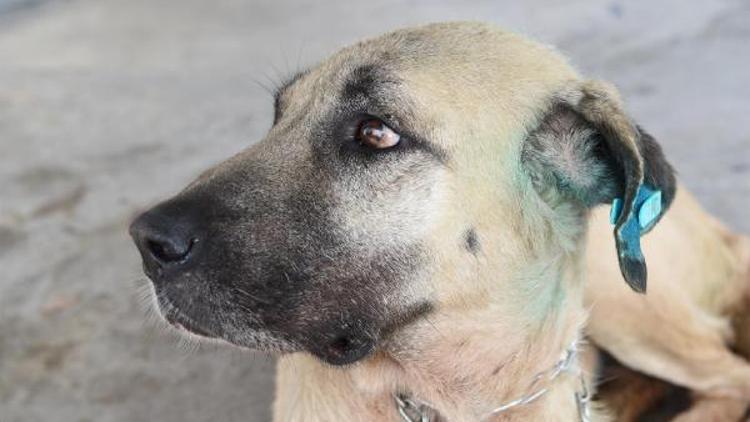 Köpek 6 kilo tümörden kurtuldu, hayata tutundu
