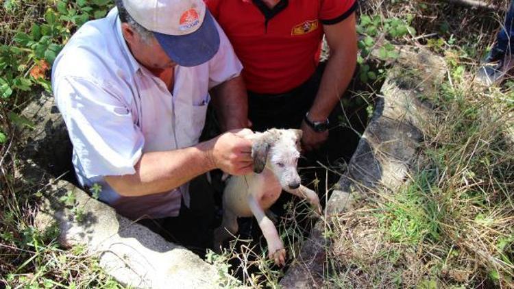 Kuyuda mahsur kalan yavru köpeği itfaiye kurtardı