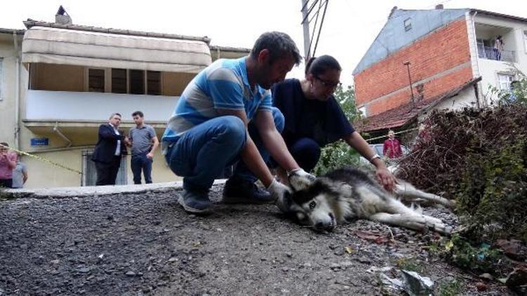 Sahibi tarafından sokakta çiş yaptırıldığı için av tüfeğiyle vurulan köpek kurtarılamadı