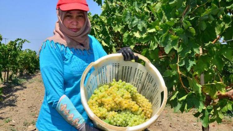 Kuru üzümdeki düşüş yaş üzüm fiyatını da düşürdü