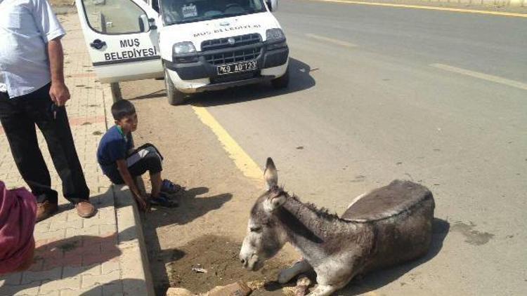 Eşek ve yavrusu bakım altına alındı