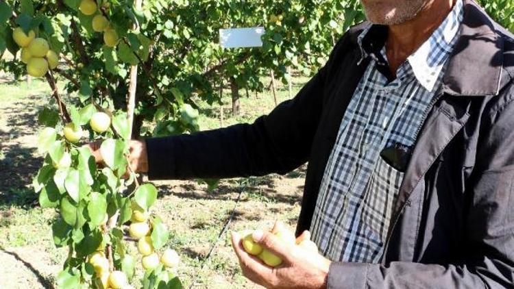 Erzincanda eylülde kayısı üretimi