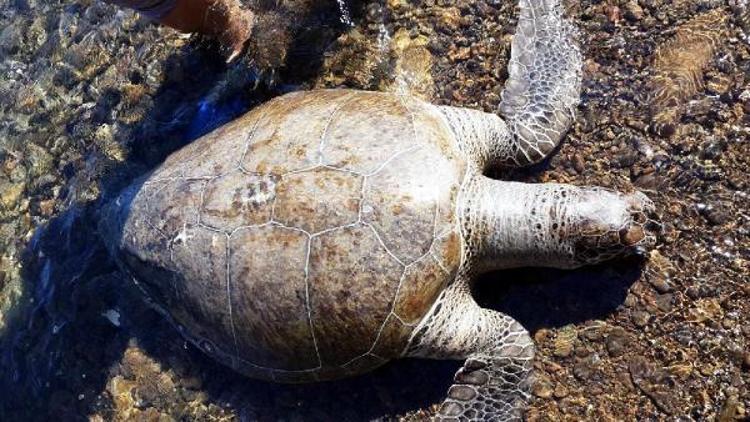 Caretta Carettaya kadın kaptan yardımı