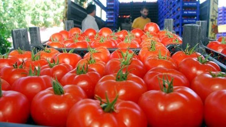 Rusya, Türk domatesine Ekim-Mayıs arası kapıları açacak