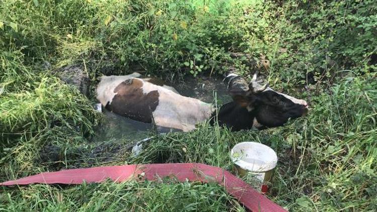 İtfaiye atık su kuyusuna düşen ineği kurtardı