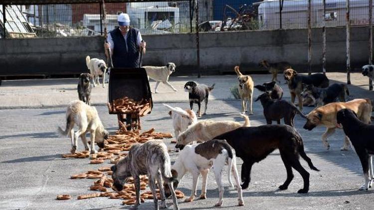 El konulan 5 bin simit barınaktaki köpeklere verildi