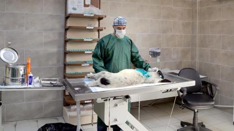 Maganda kurşunu ile yaralanan köpek ameliyat edildi