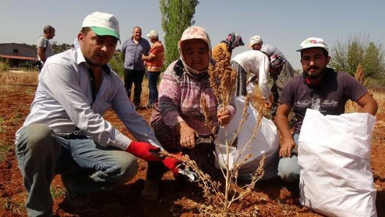 Silifkede kinoa hasadı