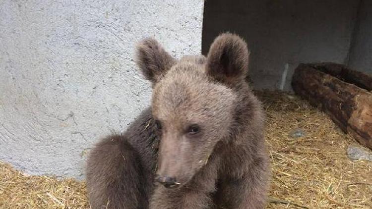 Yaralı yavru ayı tedavisinin ardından doğaya bırakıldı