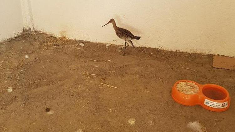 Bingöl’de kanadı kırık çulluk kuşu tedavi altına alındı