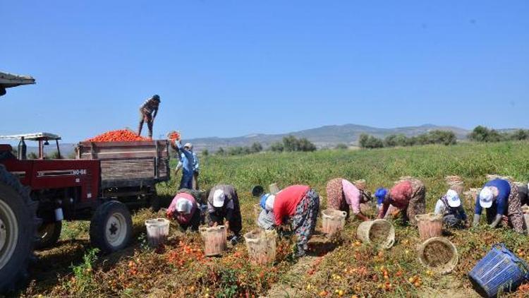 Salçalık domatesin fiyatı düştü, çiftçi tepki gösterdi