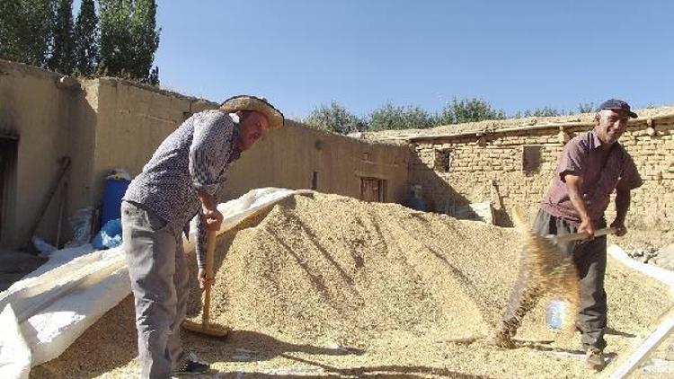 Ziraat Odasından hasat kontrolü