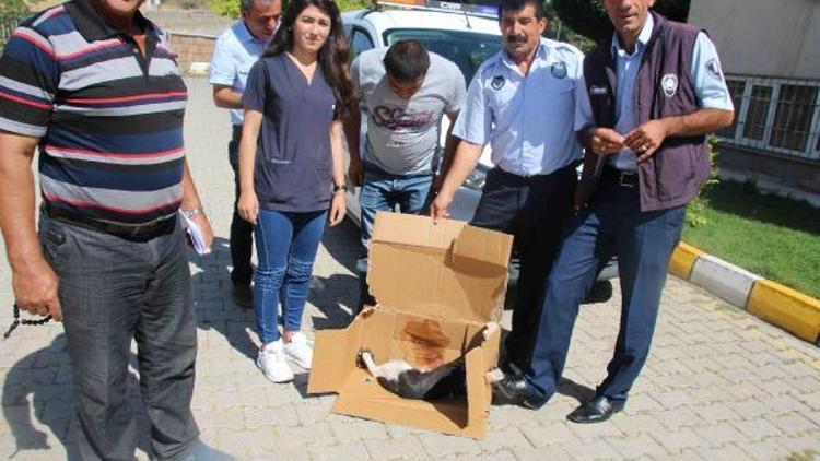 Vartodaki yaralı kedi tedavi için Muşa götürüldü