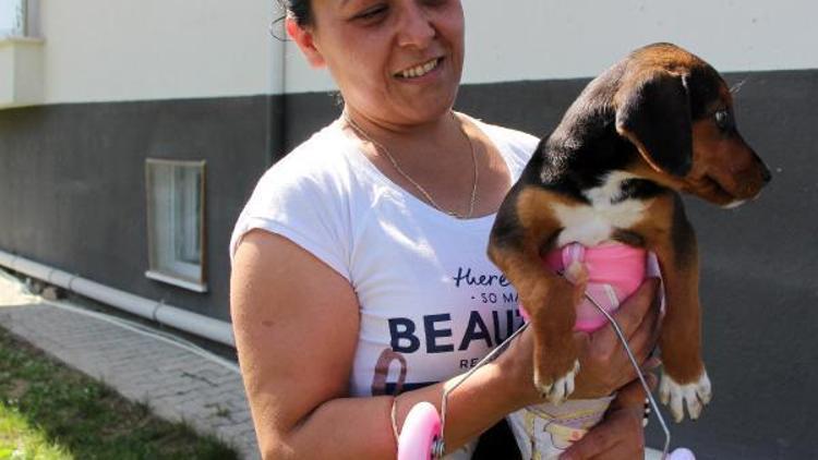 Sokakta bulduğu felçli yavru köpeği yaşattı