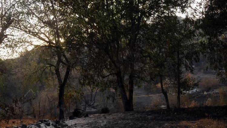 Tokat’ta orman yangını kontrol altına alındı