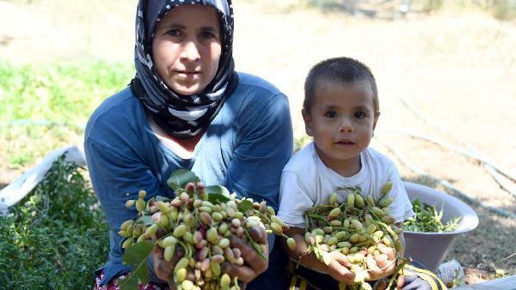 Mersin’de Antepfıstığı bereketi