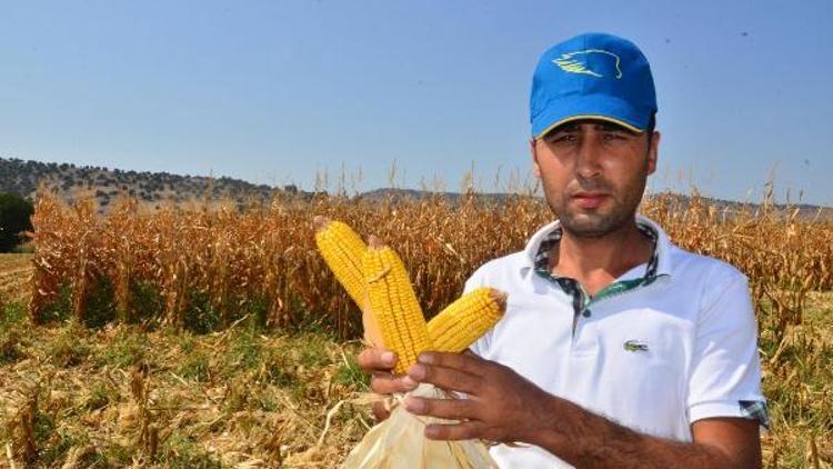 Mısırda hasat buruk başladı