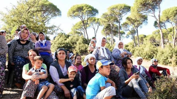 Gökgedikliler, maden için ağaçların kesilmesine izin vermedi