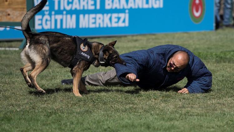 Dedektör köpekler Akyurt’ta yetişecek