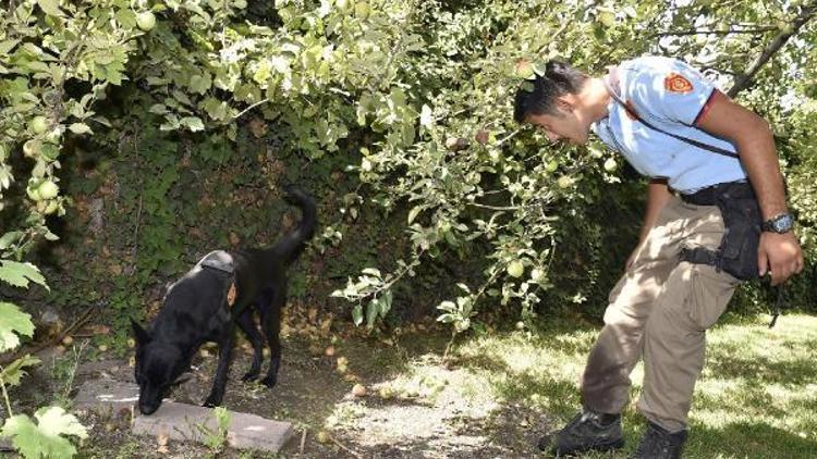 Ankara İtfaiyesinin Dedektör Köpeği