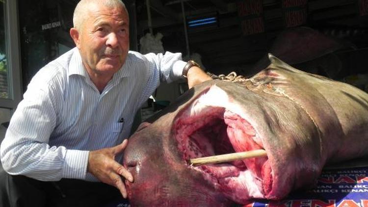 Marmara’da yakalanan 1.2 tonluk köpek balığı ilgi uyandırdı
