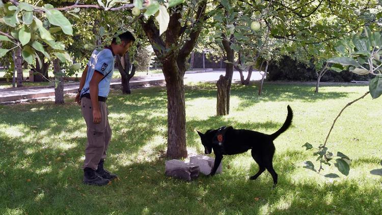 Cesetlerin izini ‘Boomer’ sürecek