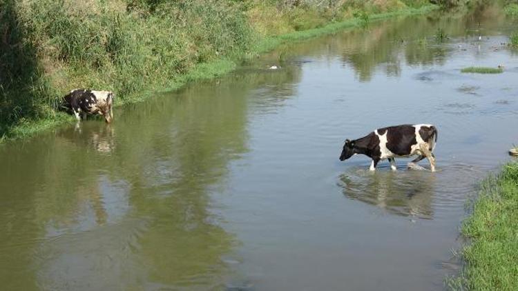 Edirnede sıcaktan bunalan inekler nehirde serinliyor