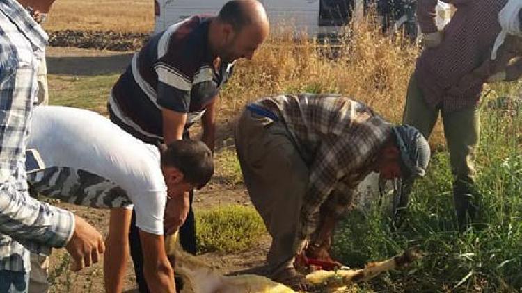 Pamuk  hasadına kurban keserek başladı