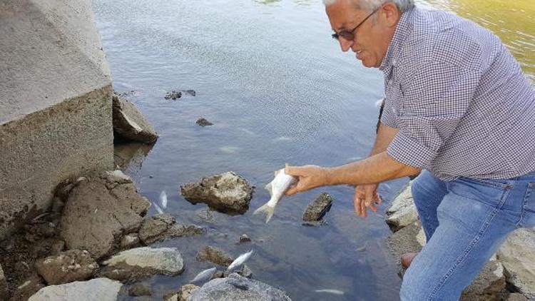 Sakarya Nehrinde balık ölümleri