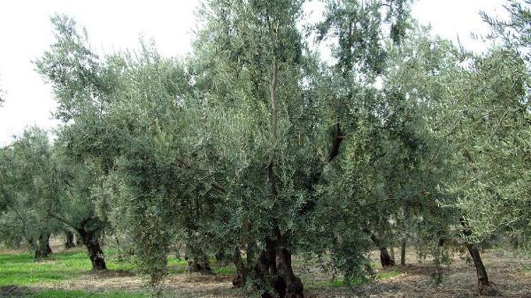 Zeytinde rekolte beyan dönemi başladı