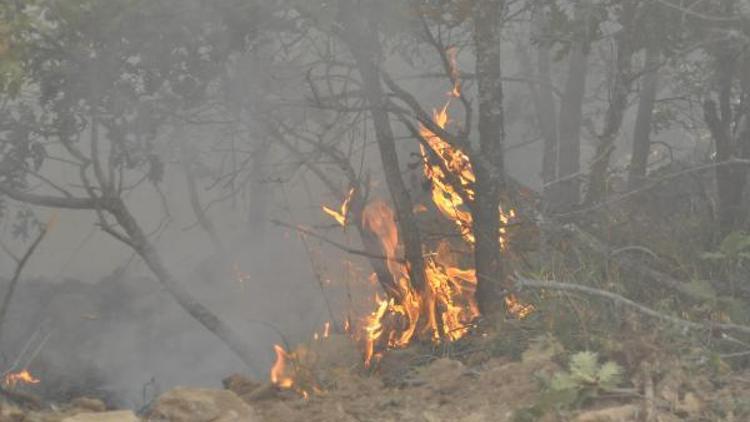 Eskişehirde orman yangını (2)