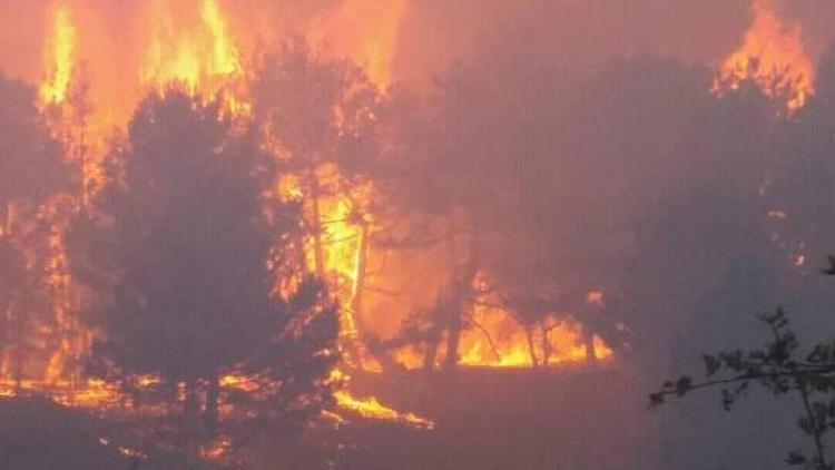 Nallıhanda 20 hektarlık çam ormanı yandı