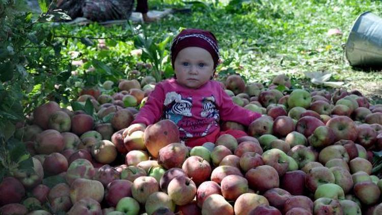 İnegölde elma hasadı sancılı başladı