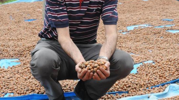 Giresun Ziraat Odası Başkanı, fındıkta Rekabet Kurumunu göreve çağırdı