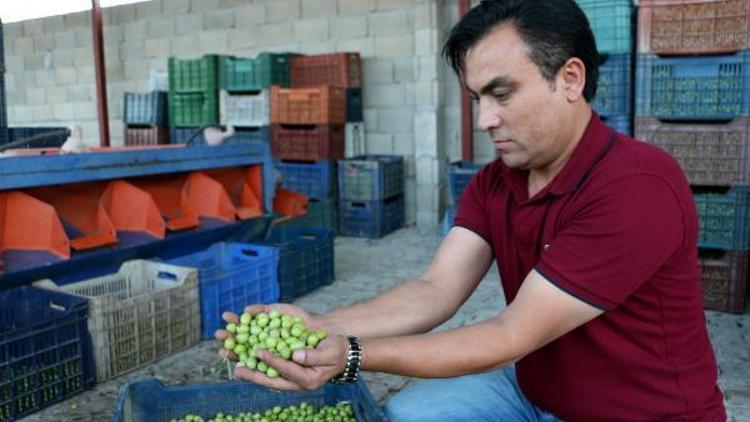 Hatayda zeytin hasadı başladı