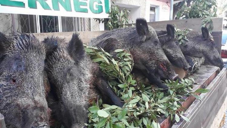 Vurdukları domuzlarla tören geçişi yaptılar, tüfek ödüllerini aldılar