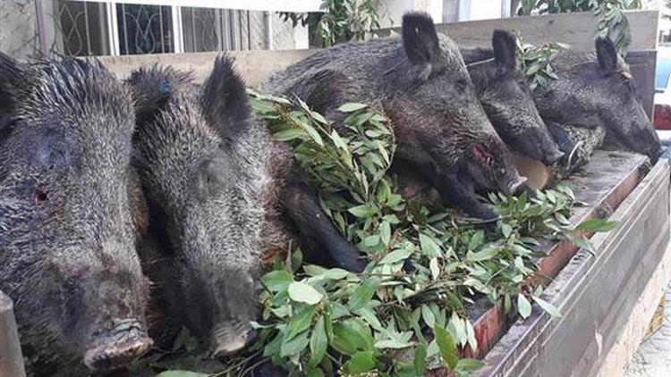 Bu nasıl kutlama Törene yaban domuzlarıyla katıldılar