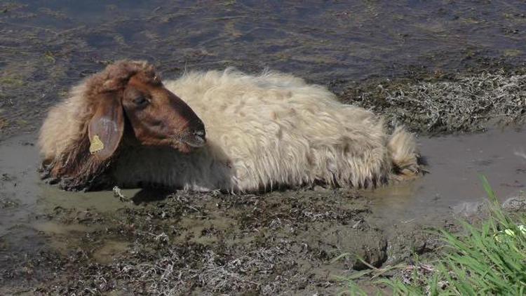 Bisikletçiler, çamura saplanan koyunu kurtardı