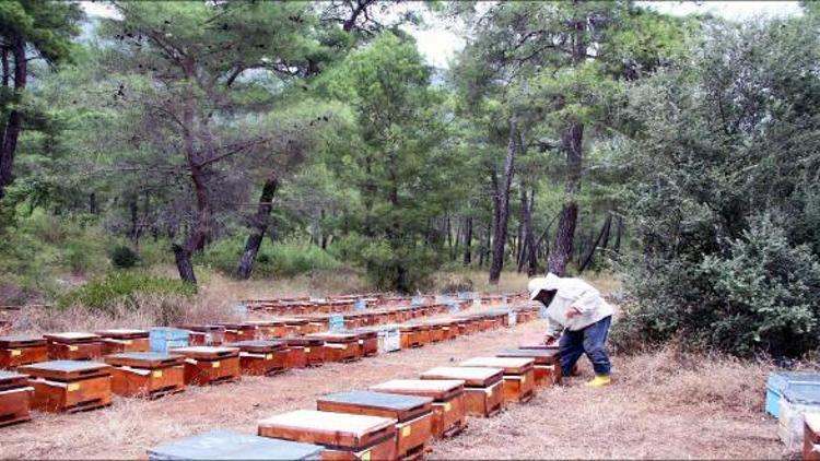 Dünyadaki arıcıları biraraya getirecek kongre İstanbulda