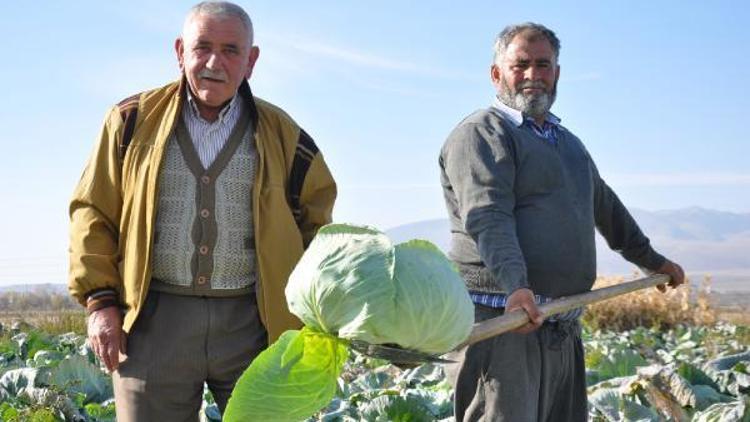 Niğde Lahana hasadı başladı