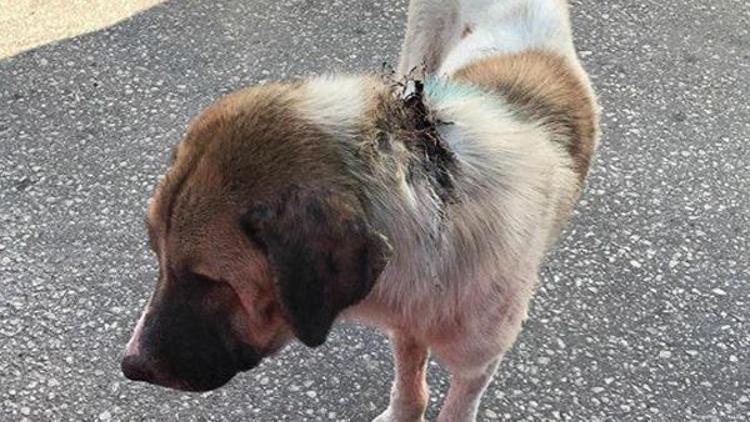 Enezde köpekler işkence edilerek öldürülüyor iddiası