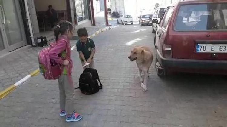 Yaralı köpeğe çocuk şefkati