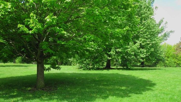 Ağaçların ne işe yaradığını anlatan 7 çok önemli bilgi