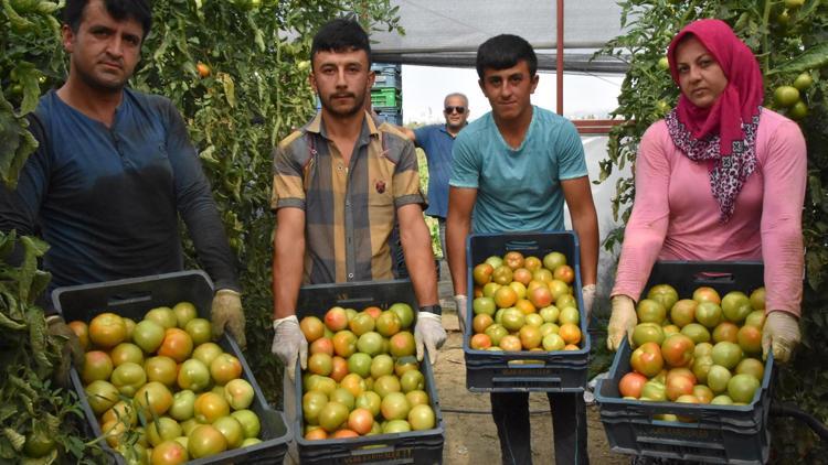 Yeşil ihraç ediliyor, kızarıyor